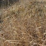 Juncus torreyi Hábito