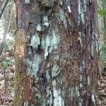 Pouteria aubrevillei چھال