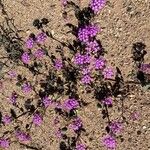 Abronia pogonantha Leaf