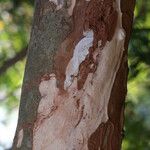 Diospyros mweroensis Bark