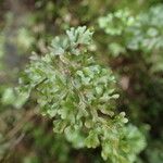 Hymenophyllum tenellum Leaf