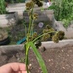 Cyperus difformis Fruit