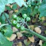 Solanum nigrum Vrucht