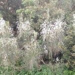 Retama raetam Feuille