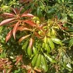 Pieris japonica (Thunb.) D.Don ex G.Don花