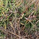 Plantago crassifolia Hoja
