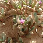 Sesuvium portulacastrum Õis