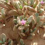 Sesuvium portulacastrum പുഷ്പം