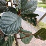 Ficus tequendamae Leaf