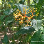 Palicourea padifolia Blomma