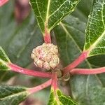 Morella cerifera Hoja