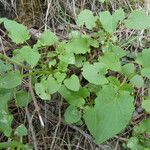 Valeriana tripteris Hoja