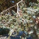 Juniperus macrocarpa Blad