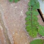 Brassica tournefortii Leaf