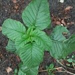 Amaranthus viridis Blatt