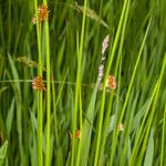 Juncus conglomeratus Fruit