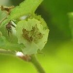 Rubus alceifolius Květ