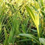 Pandanus platyphyllus