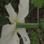 Narcissus poeticus Kvet