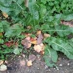 Rumex patientia Leaf