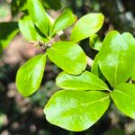Dovyalis caffra Blatt