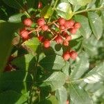 Zanthoxylum bungeanum Fruit