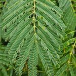 Albizia harveyi Leaf