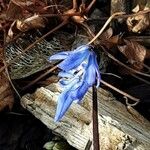 Scilla siberica Flower