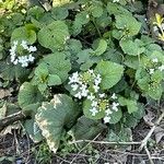 Cardamine asarifolia Fula