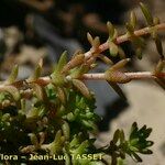 Sedum monregalense 其他