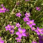 Spergularia purpurea Flor