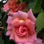 Rosa lucieae Kvet