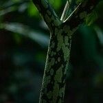 Amorphophallus paeoniifolius Bark