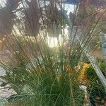 Muhlenbergia capillaris পাতা