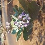 Calotropis gigantea Flor