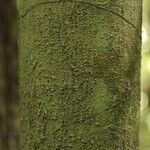 Oxandra asbeckii Corteza