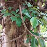 Ficus thonningii List