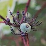 Cornus alba Fruit