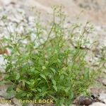 Hornungia procumbens Habitus