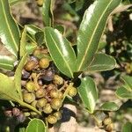 Searsia gueinzii Fruit