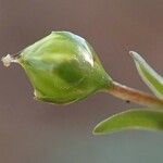 Linum catharticum Fruit