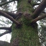 Abies cephalonica Bark