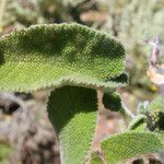 Salvia pomifera Blad