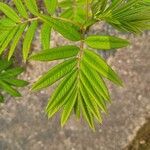 Sorbus americana Feuille