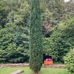 Taxus cuspidata Natur