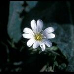 Cerastium uniflorum Flor