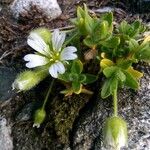 Cerastium pedunculatum Çiçek