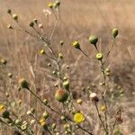 Pulicaria sicula Hábito