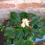 Salvia splendens Blomma