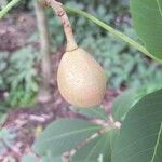 Aesculus flava Fruit